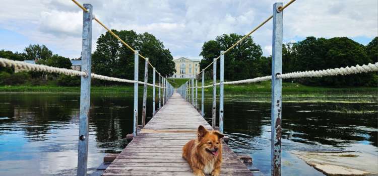 Animal-friendly tourism offer in Bauska region