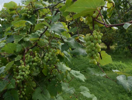 Kokaudzētavā Dzērves pieejami vīnogulāji
