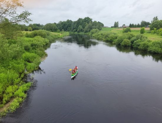 Cīruļi maamaja