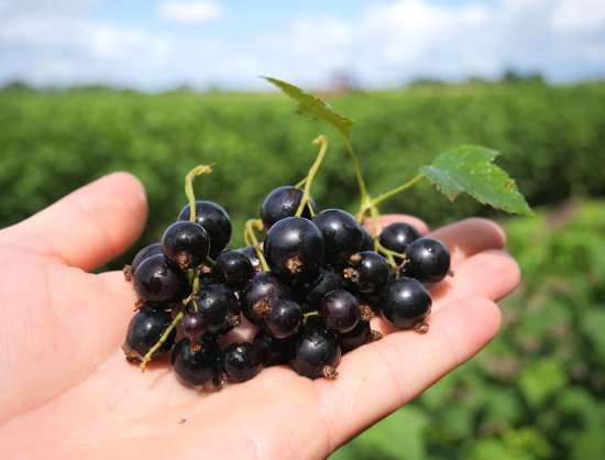 Organic currant farm 