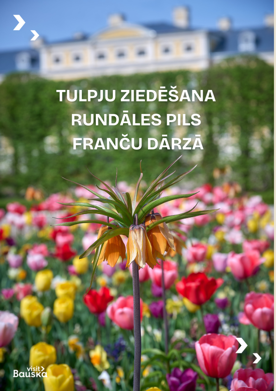 Tulpju ziedēšana Rundāles pils franču dārzā