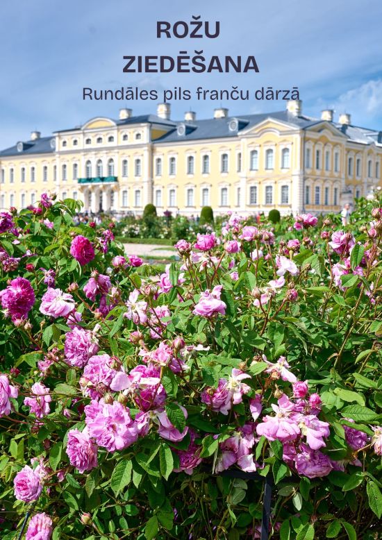 Rožu ziedēšana Rundāles pils dārzā