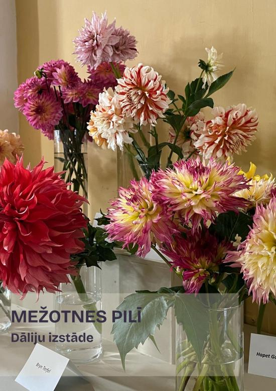 Dāliju izstāde Mežotnes pilī